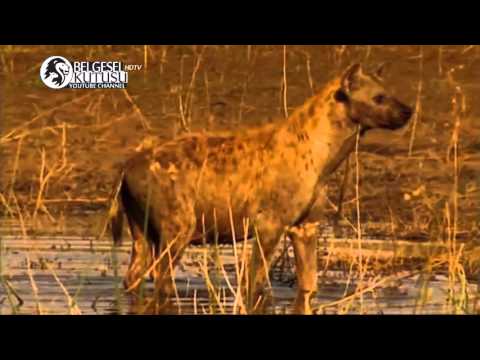 Sırtlanların Esrarengiz Yaşamı | Türkçe Dublaj HD Belgesel izle