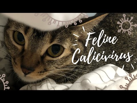 Cat Flu - Feline Calicivirus (FCV) : Causes, Clinical Signs, Treatment & Prevention