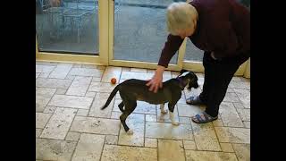 Video preview image #1 Huskies -Unknown Mix Puppy For Sale in Enfield, CT, USA