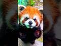 Why Red Panda Are Cute Even Angry❤️🐼