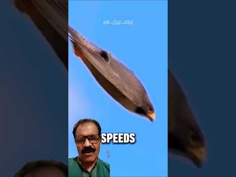 The bird of death#falcon #birds #animals #wildlife  #speed