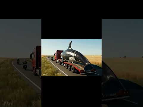 After Orca Attacks Orca Rescue Journey shortfilm #jessica #incident #orcas #orcadolphin #orcasattack