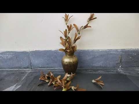 Hack with dry flowers of Saal Tree#shots