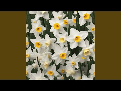 Seni Seviyorum Miray