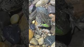 Giant green frog 🐸 #greenfrog #frogs #herping