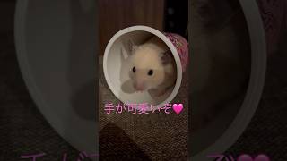 今日のちるちる　#キンクマ #ハムスター #pets #kawaii #follow #癒し