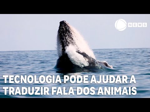 Tecnologia pode ajudar a traduzir linguagem dos animais