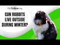 Can Rabbits Live Outside During Winter?