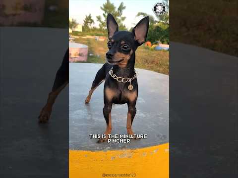 Miniature Pinscher 🌟 King of the Small Dogs!