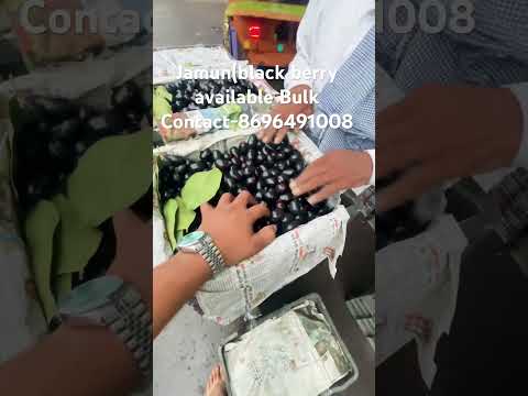 A grade blackberry, packaging type: carton, packaging size: ...