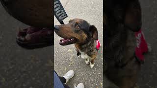 Video preview image #1 Mutt Puppy For Sale in Emmett, ID, USA