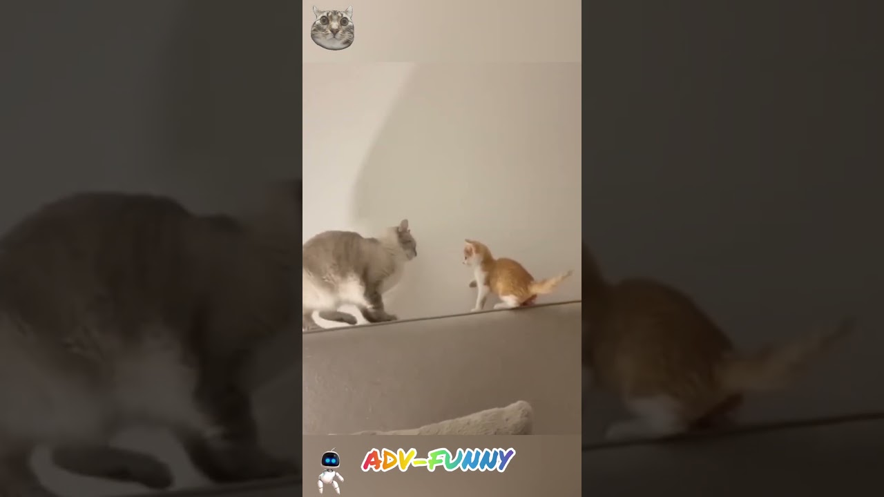 Funny cats second round