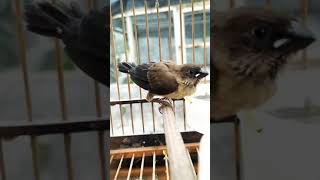 Download lagu burung emprit gacor pancingan mp3 Download lagu burung emprit gacor pancingan mp3