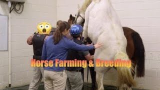 Download lagu Horse Breeding First Time | Natural Horse Mating Process | Stallion & Mare mp3 Download lagu Horse Breeding First Time | Natural Horse Mating Process | Stallion & Mare mp3