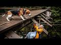 Beagle Rejected By 47 Families Saves Elderly Woman With Alzheimer S Lost In Oregon Forest