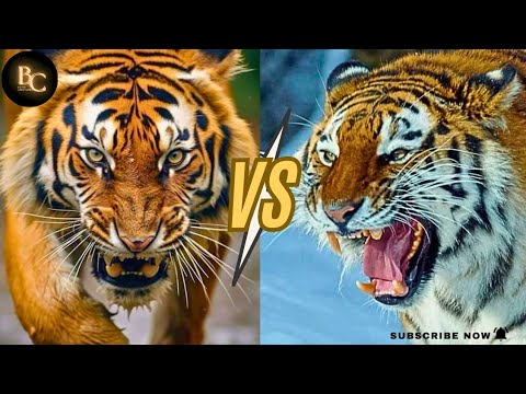 Siberian Tiger VS Bengal Tiger| Big Cat Rivalry