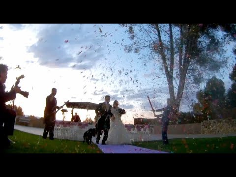 Perro Murphy en Boda Jose Andrés & Virginia | Yes! We Pet