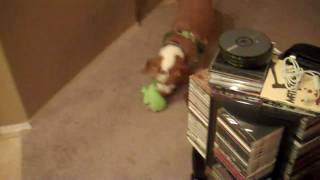 Frogfucious