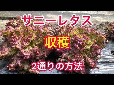 子羊のレタスの収穫: 正しいやり方は?