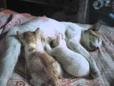 lovely is breastfeeding to her baby