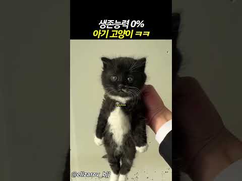 생존능력 0% 아기고양이