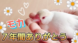 [Announcement] Mocha has passed away/Memories of Mocha