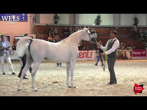 N.76 QUESTURAT AL FAWAZ - Wels 2018 - 7-10 Years Old Mares (Class 8)