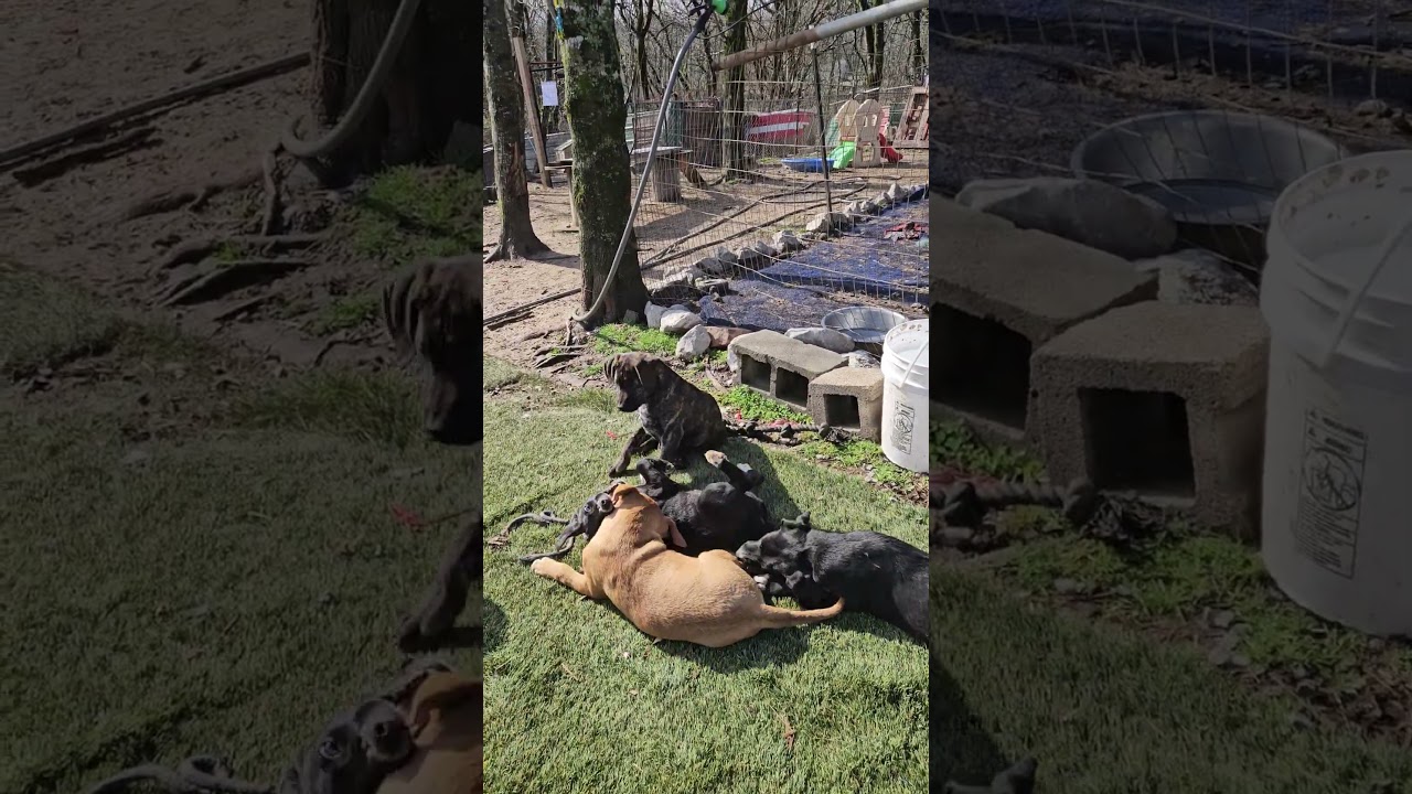 Enlarge Brio Best, an adopted mixed breed in Woburn, MA video 6/6