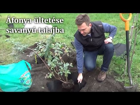 Mit kell enni a látás javításakor