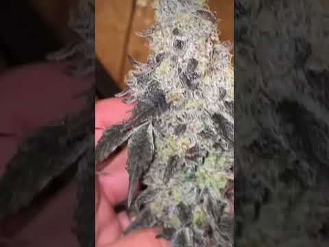 GOVERNMINT OASIS 🍨🍄⛽️ { PURPLE CITY GENETICS } GROWN BY TERPHOUSECO #indoor #calli #weed