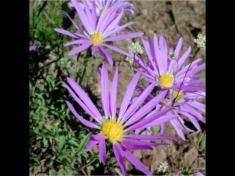 Native Plants of Coronado Historic Site - Hoary Tansy Aster