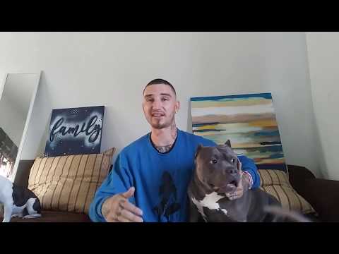 How to save puppy from parvo