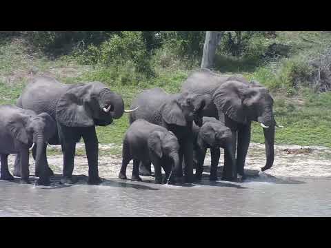Djuma: Small Elephant herd drinks at the dam - 12:16 - 10/19/2023