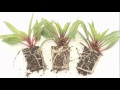 What is a root-bound plant?