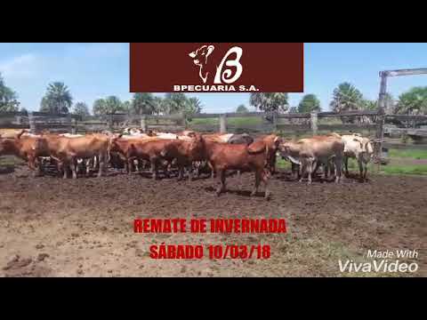Bpecuaria S.A. Remate de Invernada por Pantalla
