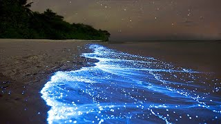 Sea of Stars - Vaadhoo Island, Maldives