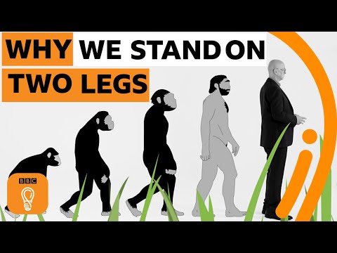 為什麼我們要用兩條腿站立?|BBC創意 (Why do we stand on two legs? | BBC Ideas)