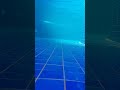 Underwater Encounter With T Rex