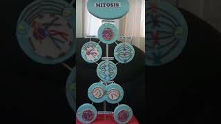 Mitosis cell division#biology #diagram#shortsvideo