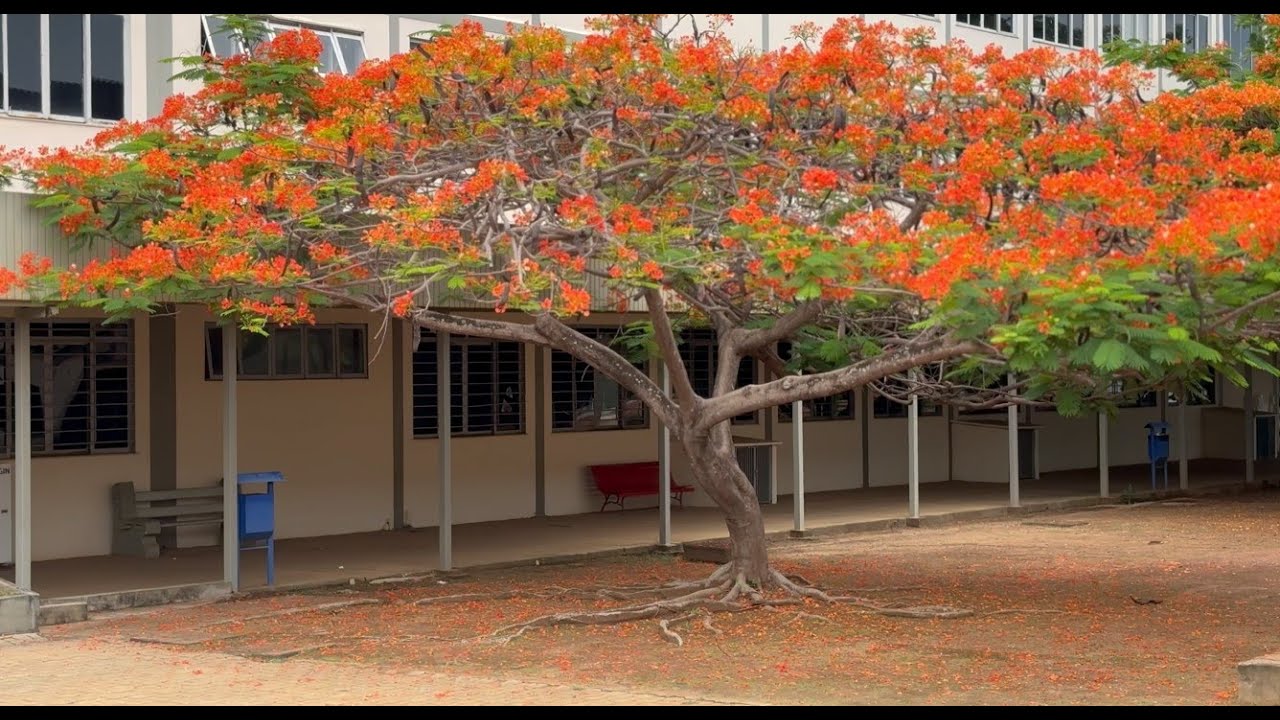 O QUE É PLANEJAMENTO URBANO - ARQUITETURA E URBANISMO - ULBRA PALMAS