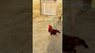 Download lagu aseel murga high quality aseel rooster 1 subscribe 1 share 1 like mp3 Download lagu aseel murga high quality aseel rooster 1 subscribe 1 share 1 like mp3