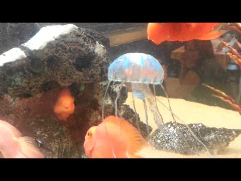 2014 Chinese restaurant Lionfish vs Jellyfish