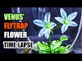 Venus Flytrap Flower Blooming Time Lapse