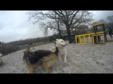 Skipper, Sabre, Teddy and Thor in the sand paddock - Dogs Trust West Calder