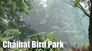 preview picture of video 'Chainat Bird Park (สวนนกชัยนาท)'