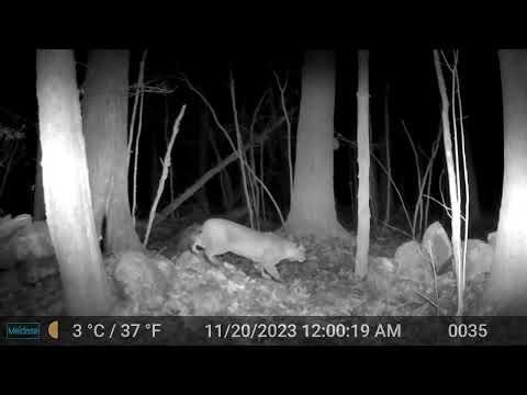 bobcat hunts along rock wall 20231121