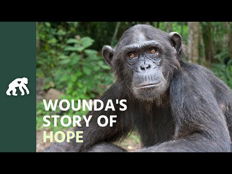Get to Know Wounda's Tchimpounga Sanctuary Story of Hope
