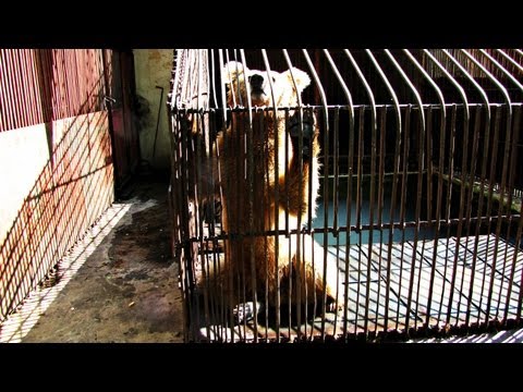 Mengapa anggota kurang Pasal pembesaran penis