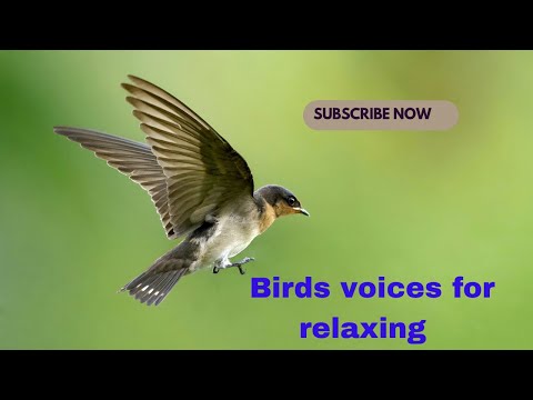 village birds sound | birds sounds for sleeping | 3 hours relaxing birds sound