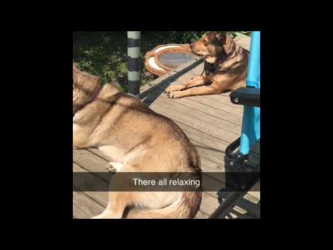 Dogs Just want to have fun